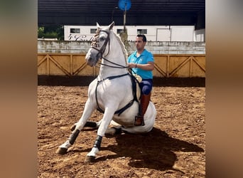 PRE, Caballo castrado, 9 años, 166 cm, Tordo