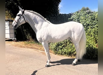 PRE, Caballo castrado, 9 años, 166 cm, Tordo