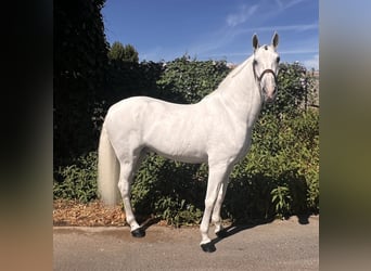 PRE, Caballo castrado, 9 años, 166 cm, Tordo