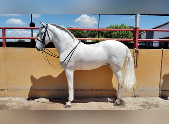 PRE, Caballo castrado, 9 años, 166 cm, Tordo