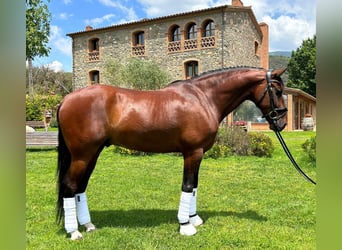 PRE, Caballo castrado, 9 años, 167 cm, Castaño