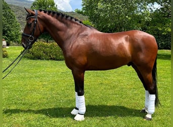 PRE, Caballo castrado, 9 años, 167 cm, Castaño