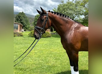 PRE, Caballo castrado, 9 años, 167 cm, Castaño