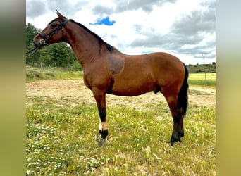 PRE Mestizo, Caballo castrado, 9 años, 167 cm, Castaño