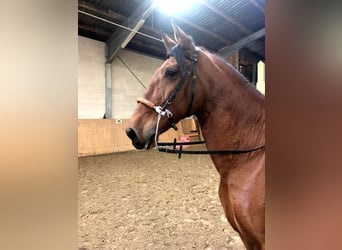 PRE Mestizo, Caballo castrado, 9 años, 167 cm, Castaño