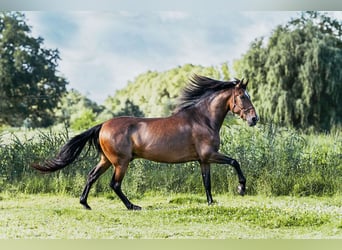 PRE Mestizo, Caballo castrado, 9 años, 167 cm, Castaño