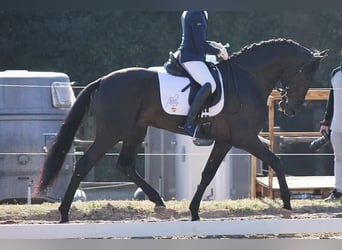 PRE, Caballo castrado, 9 años, 167 cm, Negro