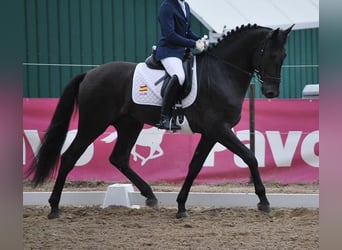 PRE, Caballo castrado, 9 años, 167 cm, Negro