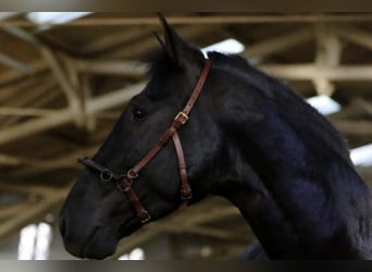 PRE, Caballo castrado, 9 años, 167 cm, Negro