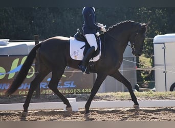 PRE, Caballo castrado, 9 años, 167 cm, Negro