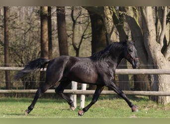 PRE, Caballo castrado, 9 años, 167 cm, Negro