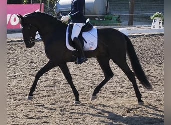 PRE, Caballo castrado, 9 años, 167 cm, Negro