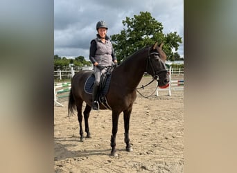 PRE, Caballo castrado, 9 años, 167 cm, Negro