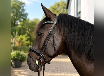 PRE, Caballo castrado, 9 años, 167 cm, Negro