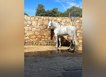 PRE, Caballo castrado, 9 años, 167 cm, Tordo