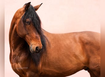 PRE, Caballo castrado, 9 años, 168 cm, Castaño