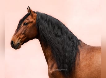 PRE, Caballo castrado, 9 años, 168 cm, Castaño