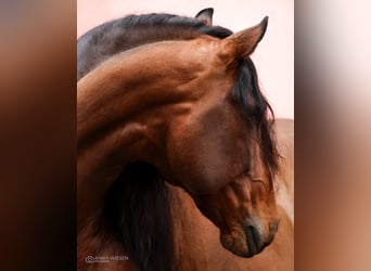 PRE, Caballo castrado, 9 años, 168 cm, Castaño