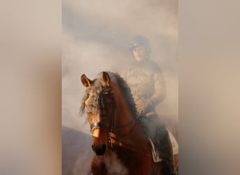 PRE, Caballo castrado, 9 años, 168 cm, Castaño