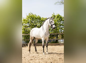 PRE Mestizo, Caballo castrado, 9 años, 168 cm, Tordo