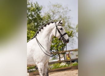 PRE Mestizo, Caballo castrado, 9 años, 168 cm, Tordo