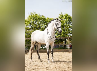 PRE Mestizo, Caballo castrado, 9 años, 168 cm, Tordo