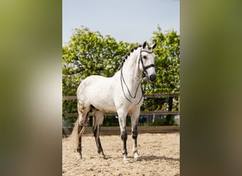 PRE Mestizo, Caballo castrado, 9 años, 168 cm, Tordo