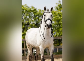 PRE Mestizo, Caballo castrado, 9 años, 168 cm, Tordo