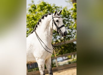 PRE Mestizo, Caballo castrado, 9 años, 168 cm, Tordo