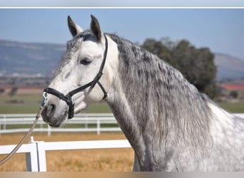 PRE Mestizo, Caballo castrado, 9 años, 168 cm, Tordo