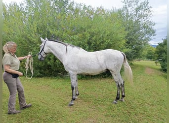 PRE, Caballo castrado, 9 años, 168 cm, Tordo rodado