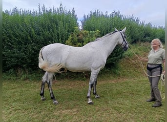 PRE, Caballo castrado, 9 años, 168 cm, Tordo rodado