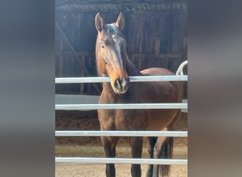 PRE Mestizo, Caballo castrado, 9 años, 169 cm, Castaño