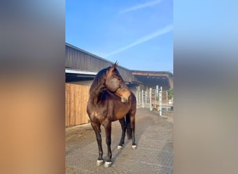 PRE Mestizo, Caballo castrado, 9 años, 169 cm, Castaño