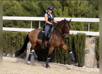 PRE, Caballo castrado, 9 años, 170 cm, Castaño
