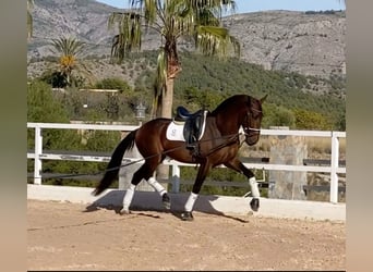 PRE, Caballo castrado, 9 años, 170 cm, Castaño