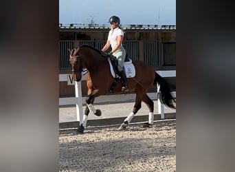 PRE, Caballo castrado, 9 años, 170 cm, Castaño