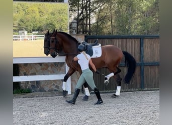 PRE, Caballo castrado, 9 años, 170 cm, Castaño