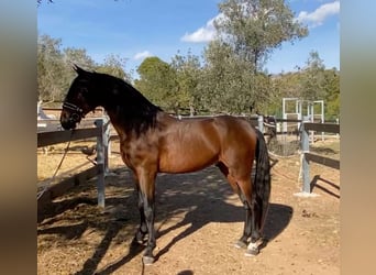 PRE, Caballo castrado, 9 años, 170 cm, Castaño