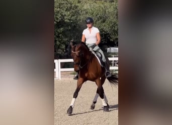 PRE, Caballo castrado, 9 años, 170 cm, Castaño