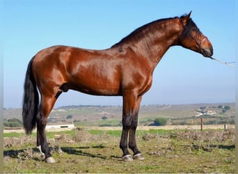 PRE Mestizo, Caballo castrado, 9 años, 171 cm, Castaño rojizo