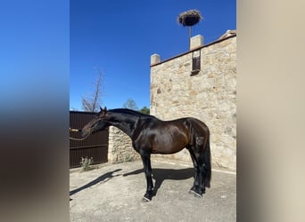 PRE Mestizo, Caballo castrado, 9 años, 172 cm