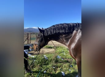 PRE Mestizo, Caballo castrado, 9 años, 172 cm