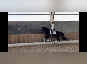 PRE Mestizo, Caballo castrado, 9 años, 172 cm