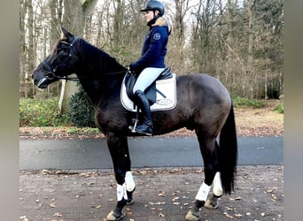 PRE Mestizo, Caballo castrado, 9 años, 172 cm, Negro