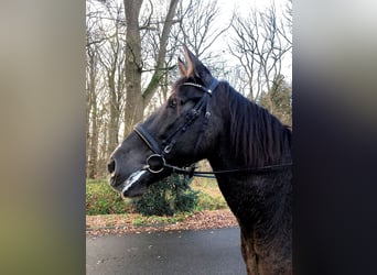 PRE Mestizo, Caballo castrado, 9 años, 172 cm, Negro