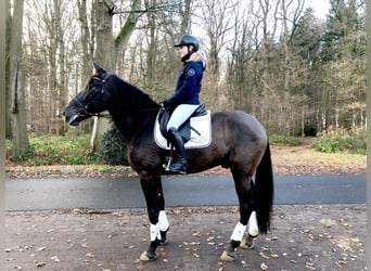 PRE Mestizo, Caballo castrado, 9 años, 172 cm, Negro