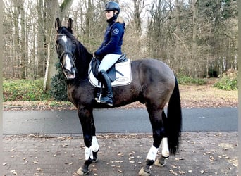 PRE Mestizo, Caballo castrado, 9 años, 172 cm, Negro