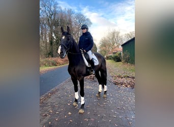 PRE Mestizo, Caballo castrado, 9 años, 172 cm, Negro