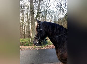 PRE Mestizo, Caballo castrado, 9 años, 172 cm, Negro